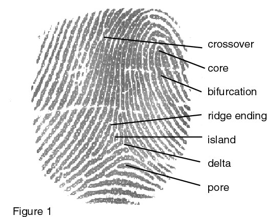fingerprint.jpg (64895 bytes)