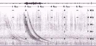 Spectrogram image of loud Nevada whistler