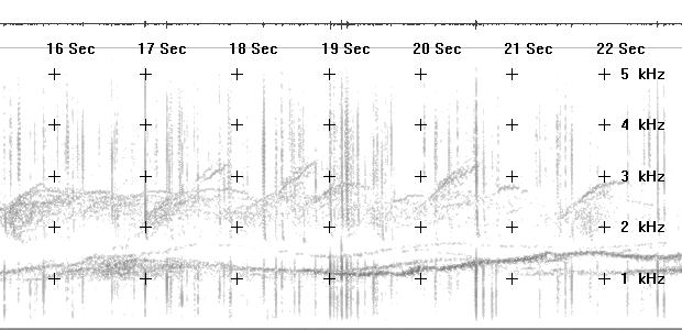 Spectrogram of wavering-tone emissions taped in northern Alberta 02 June 1996