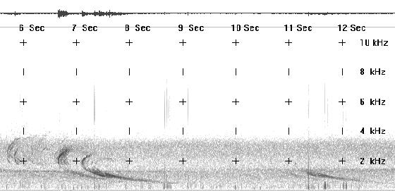 Spectrogram JPG image of nose whistler